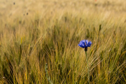 fleur de bleuet dans un champ cultiv&eacute; au printemps