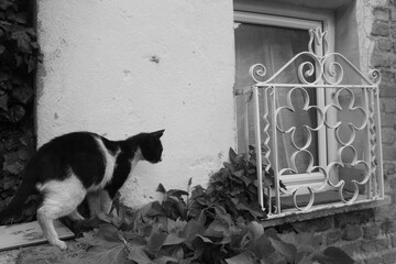 cat on the window © Gull