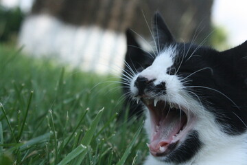 cat on grass © Gull