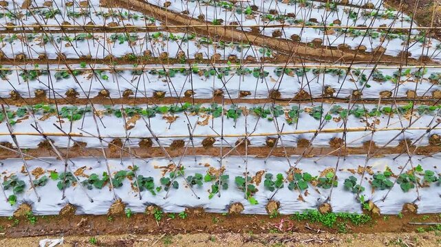 Educational Documentary: Winter Melon Seedling Cultivation with Bamboo Stakes and Plastic Mulch