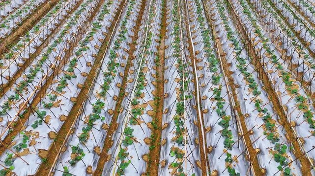 Nature Documentary: Young Winter Melon Plants with Bamboo Frames and Plastic Ground Cover in Field