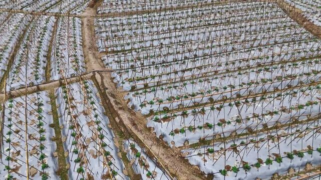  Documentary B-Roll: Young Winter Melon Seedlings with Bamboo Trellises and Plastic Mulch in Rural Field