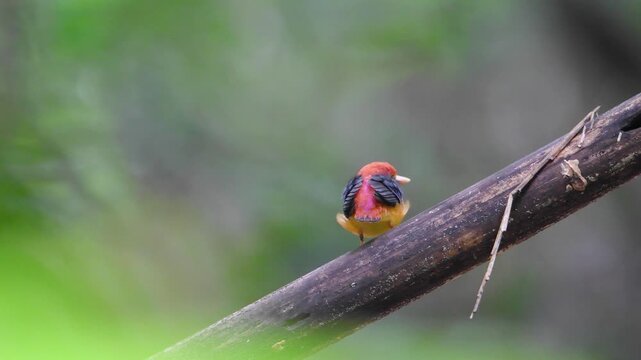 Oriental Dwarf Kingfisher Rufous-backed Kingfisher stands proudly in a blurred, smooth background.
