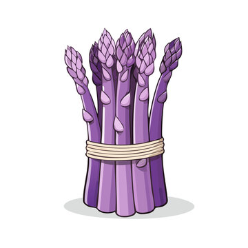 A healthy bunch of vibrant purple asparagus spears tied together with twine