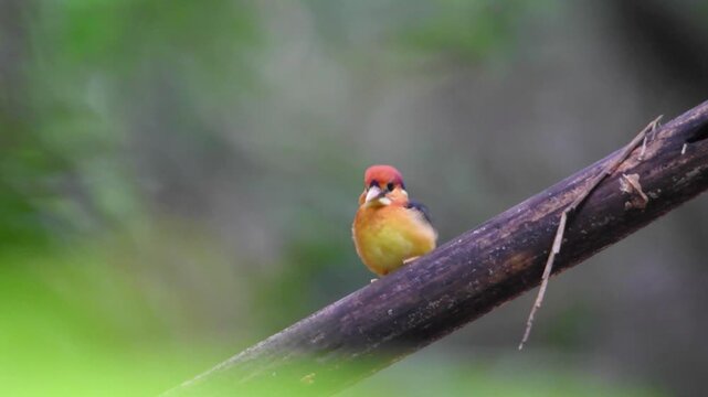 Oriental Dwarf Kingfisher Rufous-backed Kingfisher stands proudly in a blurred, smooth background.