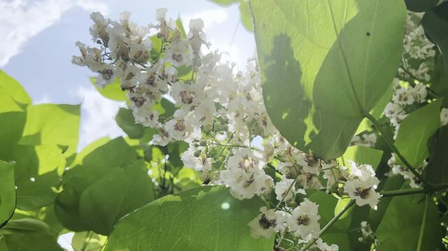 Flowers of blooming Catalpa tree, swaying in breeze in bright sunlight, backlit by sun