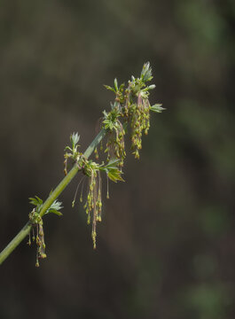 close-up of blooming ash-leaved maple resp,Acer negundo in Springtime,Rhineland;Germany