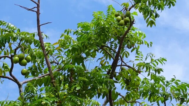 Hog Plum fruit hanging on the tree. Hanging high and green Spondias mombin sour fruit on sky background.