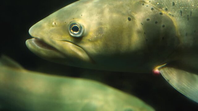Close up trout head underwater floating in the river tide