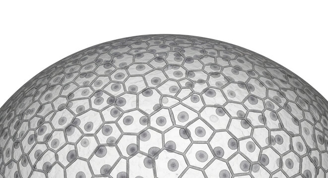 Compact Bone Tissue Anatomy | Detailed Osteon Structure Medical Illustration - Royalty Free