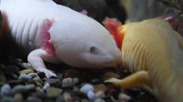Close up of two mexican salamanders axolotl resting on the seabed underwater