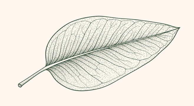 Detailed botanical drawing of a single large oval leaf with intricate vein patterns in a classic vintage engraving style on a light background.