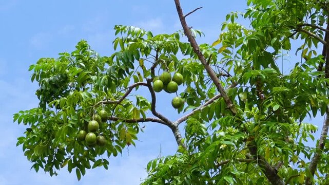 Hog Plum fruit hanging on the tree. Hanging high and green Spondias mombin sour fruit on sky background.