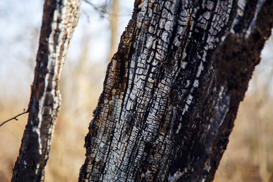 The burnt trunk of an old tree after a fire. Close-up of the aftermath of a forest fire.