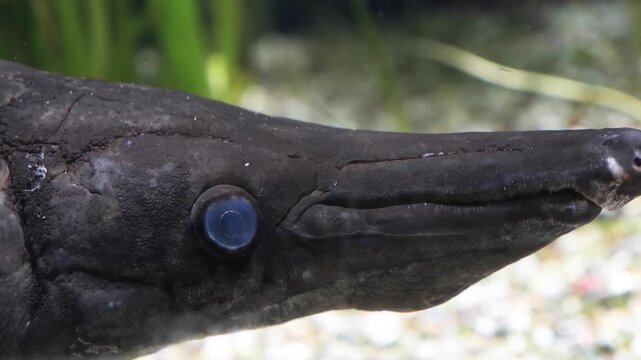 Fish longnose gar (Lepisosteus osseus), also known as Close up of a longnose gar pike, or billy gar alligator gar, is a ray-finned fish in the family Lepisosteidae.
