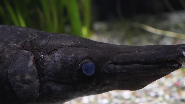 Fish longnose gar (Lepisosteus osseus), also known as Close up of a longnose gar pike, or billy gar alligator gar, is a ray-finned fish in the family Lepisosteidae.

