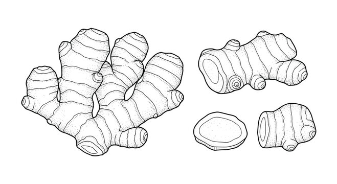 Ginger root set includes a whole large rhizome alongside smaller pieces and a circular slice in detailed black line art.