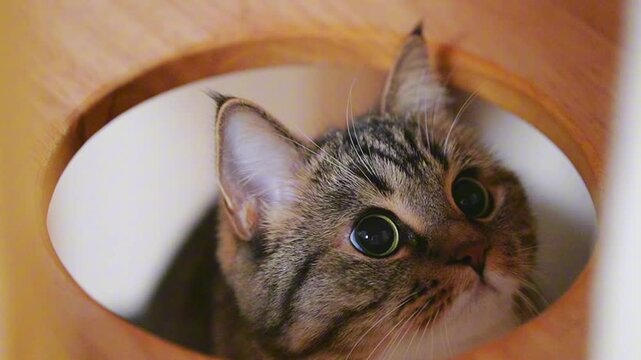 Tabby Cat Peeking Through Wooden Hole Indoors