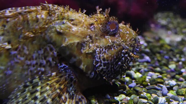 Close up of stonefish. or Warty-ghoul, Nofu or rockfish resting on the seabed underwater with another one beside