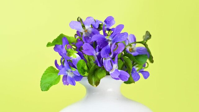 spring violets in a beautiful vase