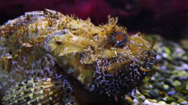 Close up of stonefish. or Warty-ghoul, Nofu or rockfish resting on the seabed underwater with another one beside