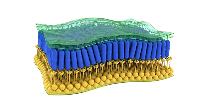 Diagram of a Chloroplast's Thylakoid Membrane System