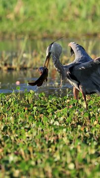 Great Blue Heron Savages Fish Orlando Wetlands Florida