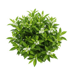 Obraz premium Lush green plant with dense foliage and small white flowers isolated on transparent background
