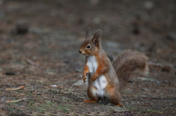 Fototapeta premium An isolate female red squirrel