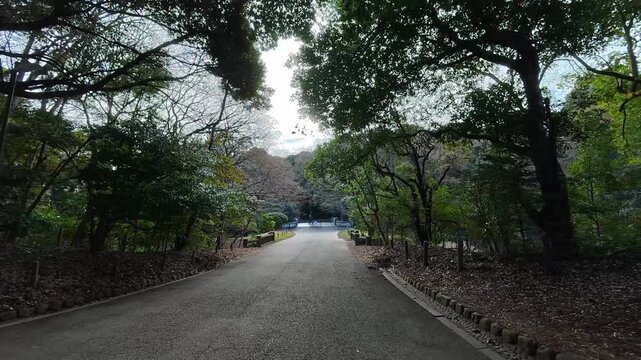 Majestic Tree-Lined Walking Path at Meiji Shrine Forest in Autumn Tokyo Japan
