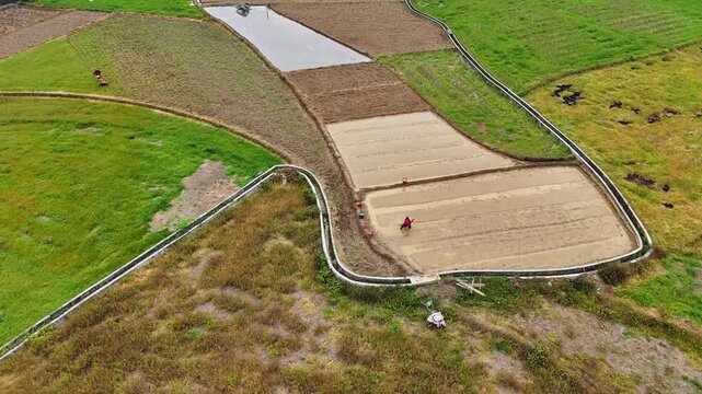 Women Preparing Rice Seedbeds in Spring Flooded Paddies, Rural China