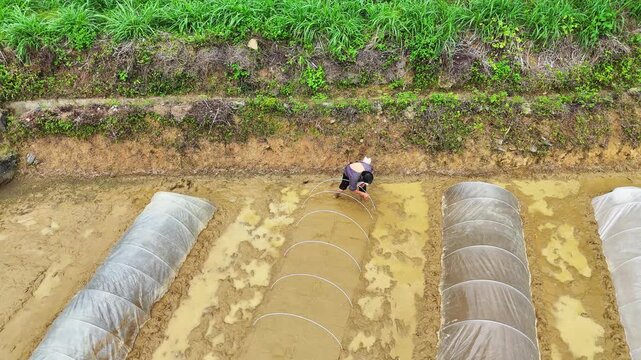 Inspirational Landscape: Women Making Rice Seedbeds in Spring Paddies, Symbol of Rural Hard Work