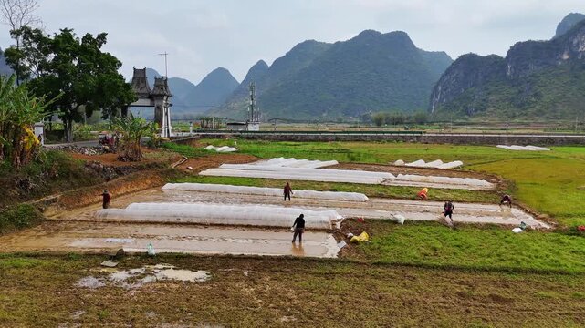 Commercial Footage: Women Manually Preparing Rice Seedbeds in Spring Paddies, No Machinery