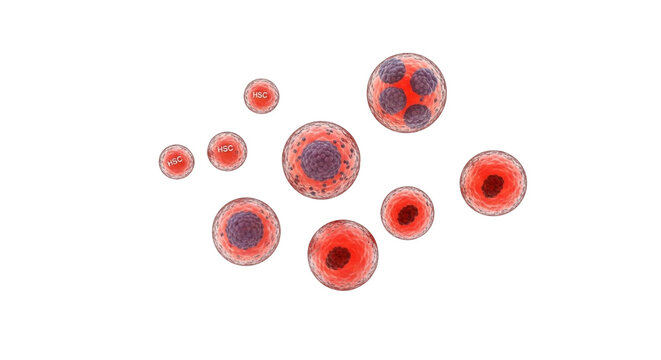 Red Blood Cells Anatomy | Detailed Erythrocytes Medical Illustration - Royalty Free