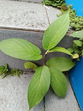 gA tropical evergreen shrub with alternate, lanceolate to elliptic leaves that typically reach 12&ndash;22 cm in length. The leaf surfaces are scabrous (rough) on top and softly hairy beneath, featuring pin