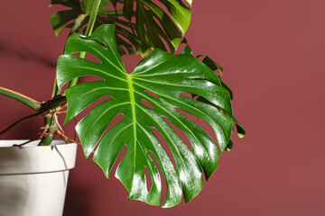 Pot with tropical Monstera houseplant on red background © Pixel-Shot
