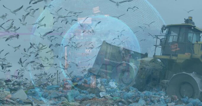The video depicts a flock of birds flying over a landfill full of trash and clearing it away