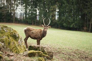Obraz premium Cerf rencontré lors d'une Promenade du Trôs-Marets à Malmedy en Belgique