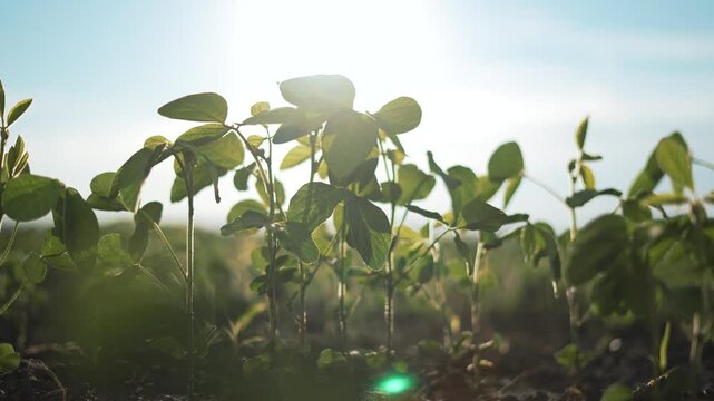 Green soybean field in sunlight. Close up soya plants in field. Organic farming with green soybeans. Healthy soybean plants growing in field. Sustainable agriculture concept. Green soybean plantation.