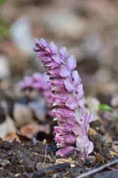 Gew&ouml;hnliche Schuppenwurz (Lathraea squamaria) im Lainzer Tiergarten, vertikal