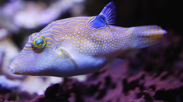 Close up of Suitcase-fish also trunkfish swimming around slowly beside a coral reef underwater.