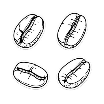 Hand Drawn Coffee Beans Illustration.