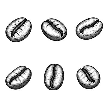 Hand Drawn Coffee Beans Illustration Set.
