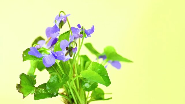  bouquet of spring violets