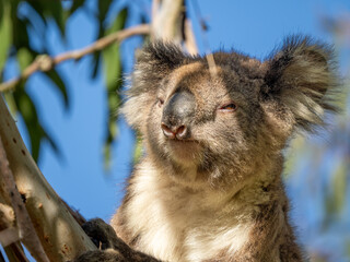 Fototapeta premium Koala