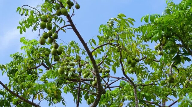 Hog Plum fruit hanging on the tree. Hanging high and green Spondias mombin sour fruit on sky background.