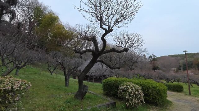 Bare Japanese Cherry Blossom Tree in Winter Season at Yakushiike Park Tokyo