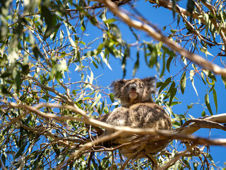 Fototapeta premium Koala