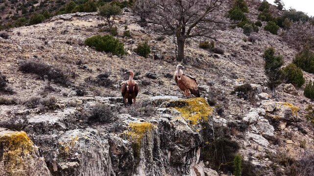 Two wild griffon vultures perched on a rocky canyon ledge in Teruel, Spain, surrounded by sparse Mediterranean scrubland