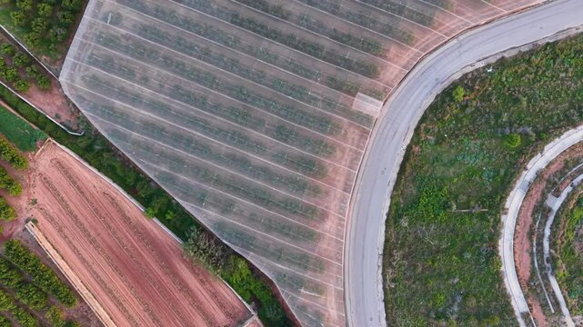 Top-down view of a large agricultural net house covering rows of citrus trees beside a curved road and open orchard